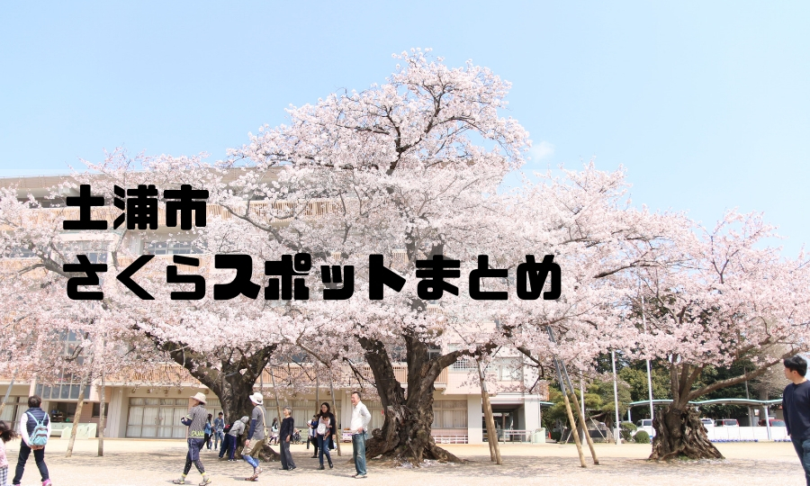 土浦市の桜スポットまとめ 土浦桜まつりアクセス 駐車場をまとめました しろくまライフ